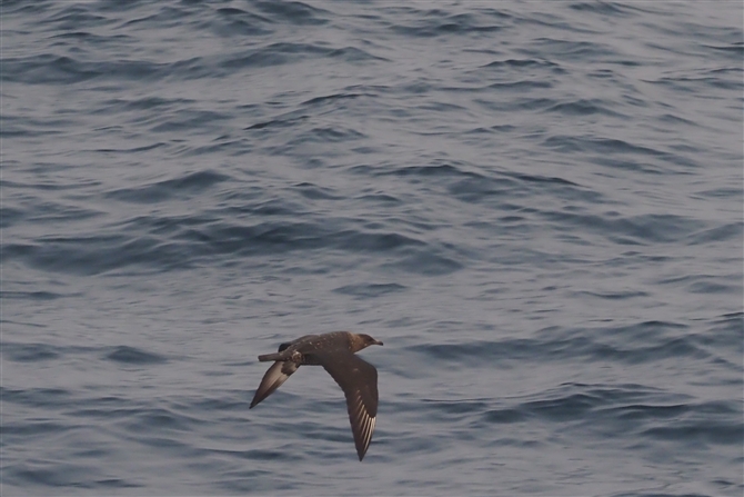 <gE]NJ.Pomariine Skua%>